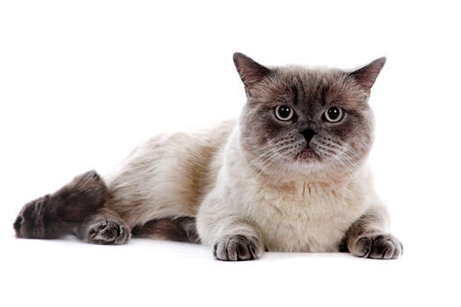 British shorthair color point chocolate
